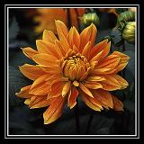 Macro 20